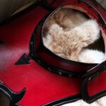 Fantasy Gorget Pattern photo review